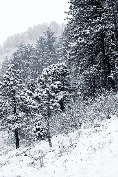istock Winter in Pike National Forest 174812033