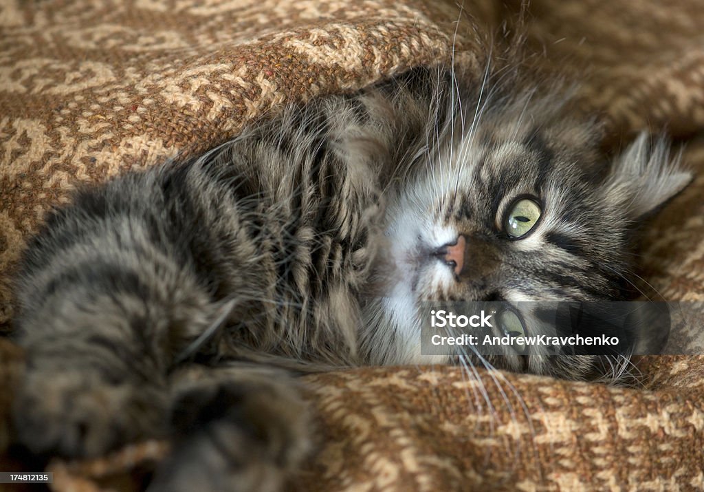 Cat Domestic Cat Animal Stock Photo