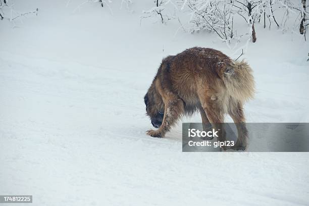 Hund Im Schnee Tracking Stockfoto und mehr Bilder von Eingefroren - Eingefroren, Fotografie, Frost