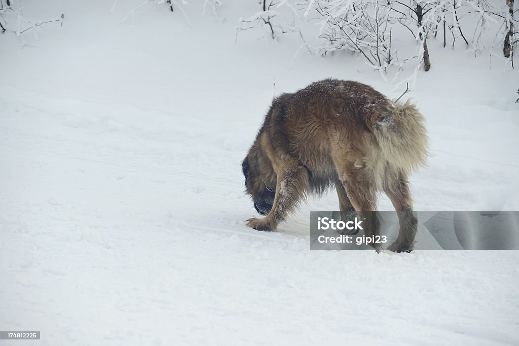 Perro en la nieve de seguimiento - Foto de stock de Aire libre libre de derechos