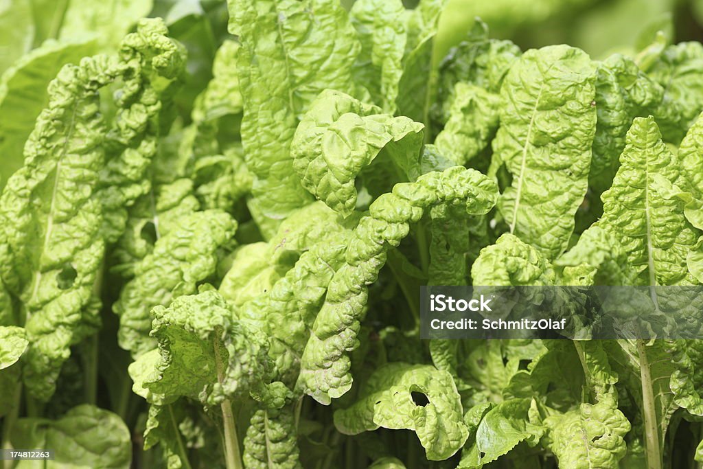 Acelga verde, legumes de jardim - Foto de stock de Acelga royalty-free