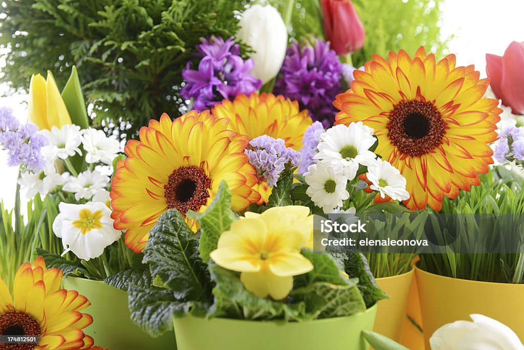 Красивые цветы крупным планом - Стоковые фото Без людей роялти-фри