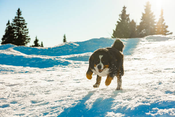 Bernese Mountain Dog puppy running on snowy hill on a bright sunny day