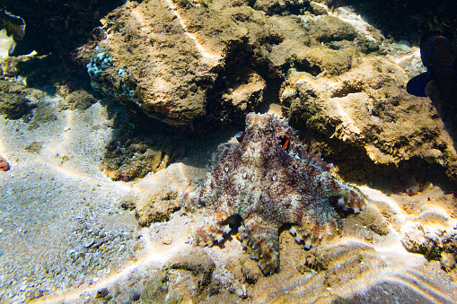 Octopus is resting on the sand and is camouflaged to blend in with the coral. The background consists of coral and rocks.