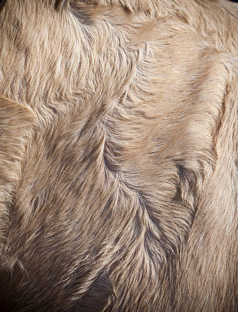 istock Horse Hair 174812709