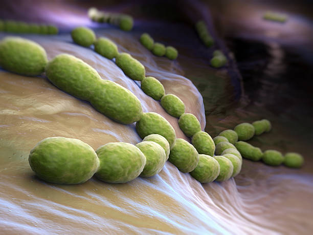 streptococcus pneumoniae - endokarditis stock-fotos und bilder