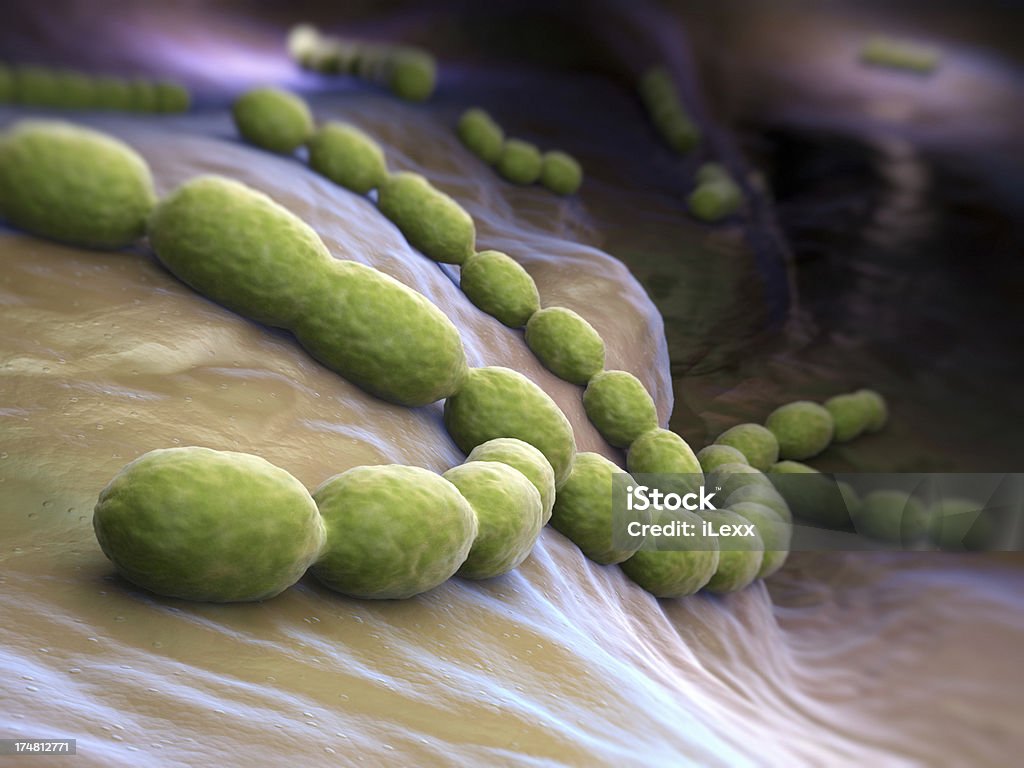 pneumoniae 連鎖球菌 - 肺炎連鎖球菌のロイヤリティフリーストックフォト