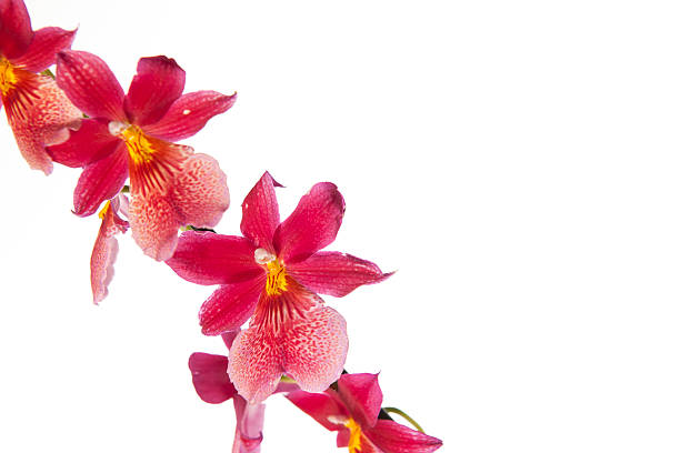 istock Cambria orchid on white background 174812774