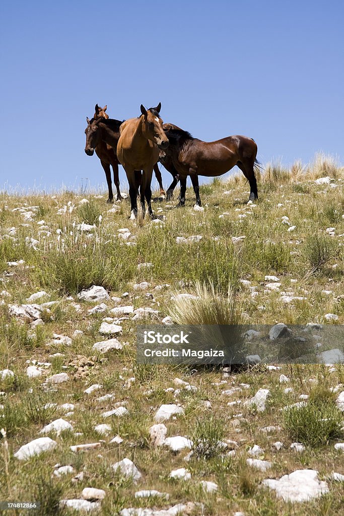 Pferde - Lizenzfrei Berg Stock-Foto