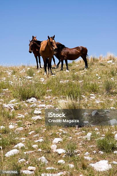 Pferde Stockfoto und mehr Bilder von Berg - Berg, Erdreich, Extremlandschaft
