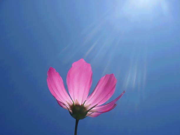 Cosmos flower in the blue sky with sun rays