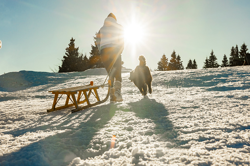Rear view of woman in warm clothing pulling sled on a snowy slope with her pet Bernese Mountain dog