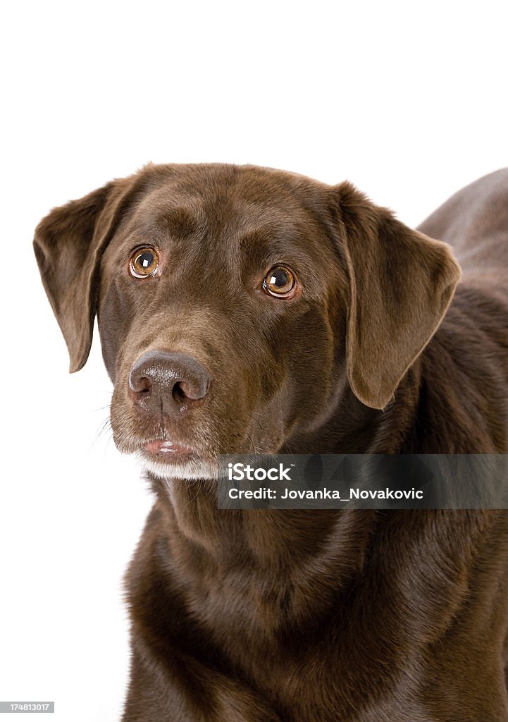 Carino Chocolate Labrador Retriever cane Close-up - Foto stock royalty-free di Cane
