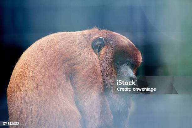 Urlatore Rosso - Fotografie stock e altre immagini di Abbronzatura - Abbronzatura, Animale in cattività, Beige