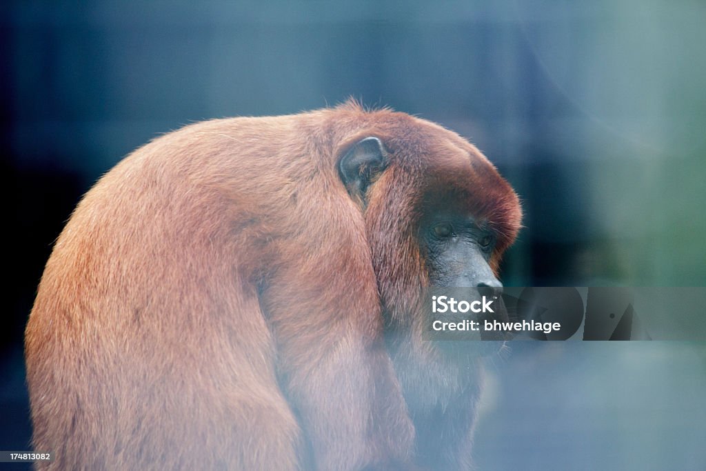 Macaco-Uivador-Vermelho - Royalty-free Animal Cativo Foto de stock