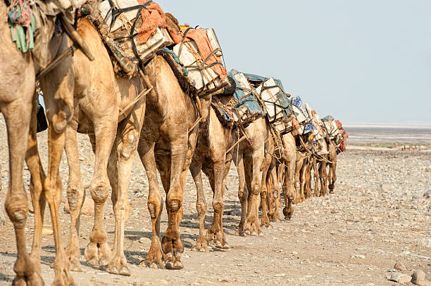 istock Camel caravan in the Danakil region, Ethiopia 174813173