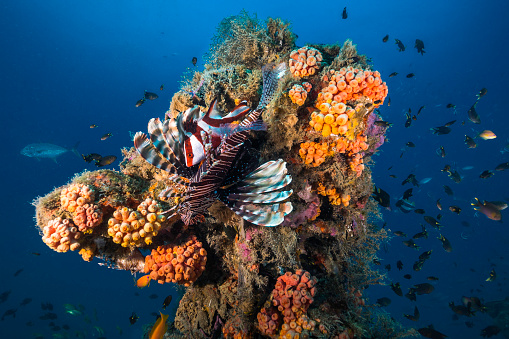 A lion fish with a Red Emperor Snapper fish (Lutjanus sebae) hiding in its spiny fins sitting on a protrusion of an old ship wreck covered with corals