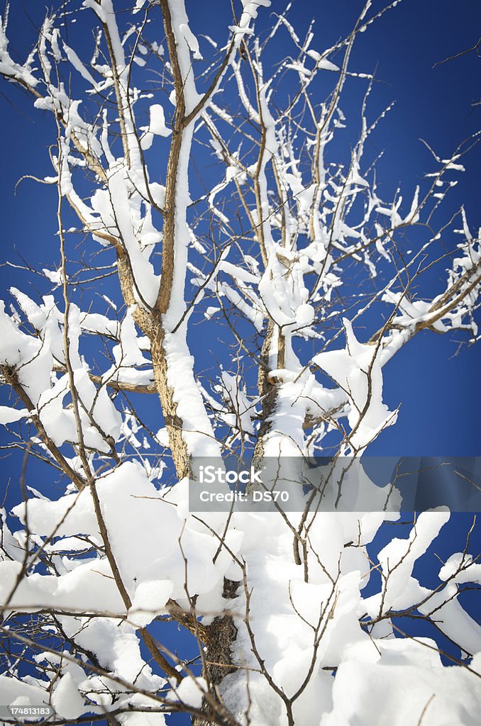 Nieve fresca de árbol - Foto de stock de Aire libre libre de derechos