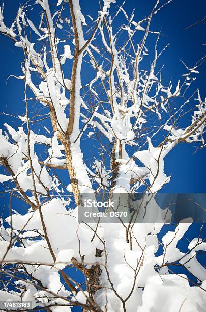 Nieve Fresca De Árbol Foto de stock y más banco de imágenes de Aire libre - Aire libre, Azul, Belleza de la naturaleza
