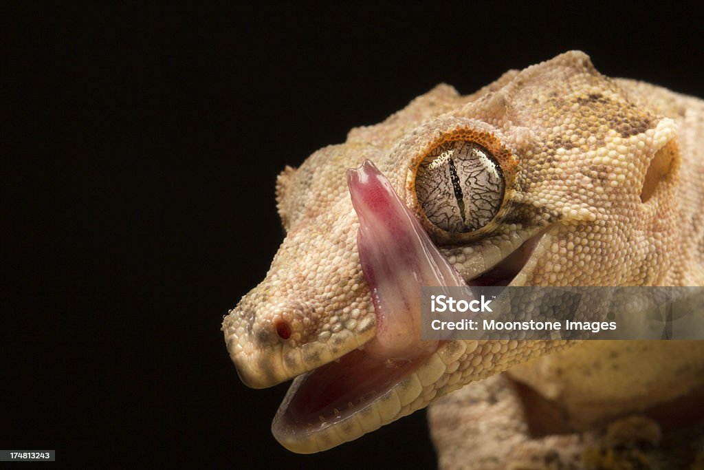 Gargoyle-Großkopfgecko - Lizenzfrei Geckos Stock-Foto