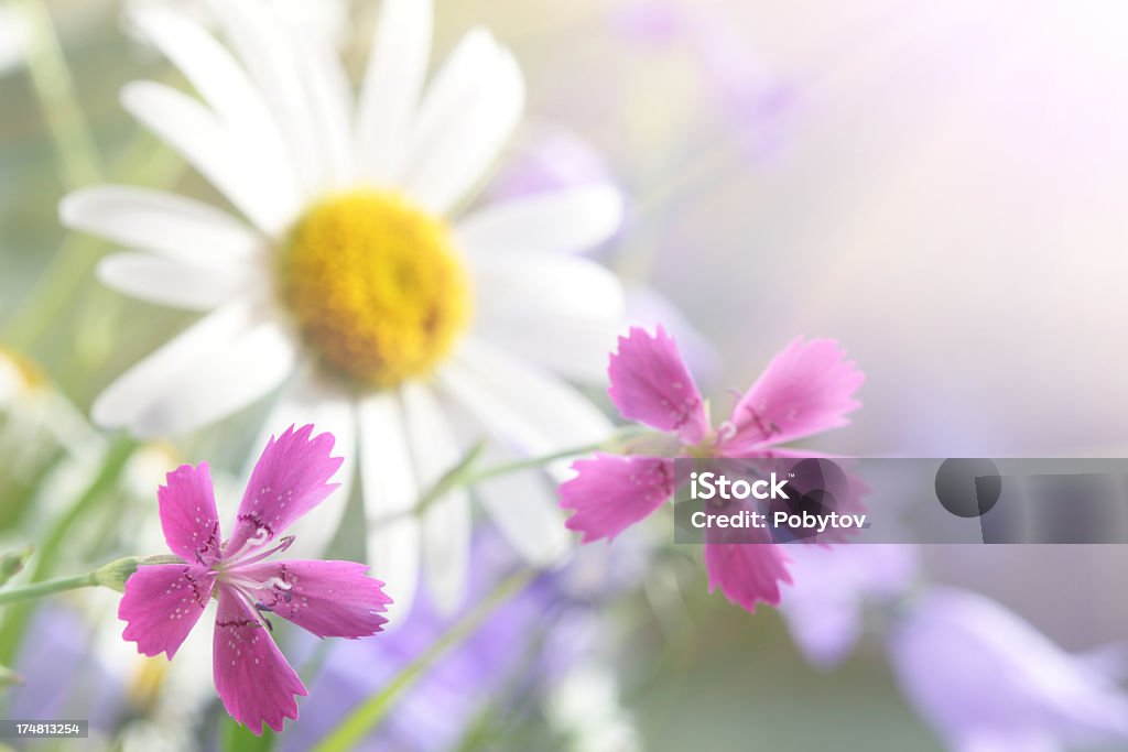 Flores de primavera - Foto de stock de Aire libre libre de derechos