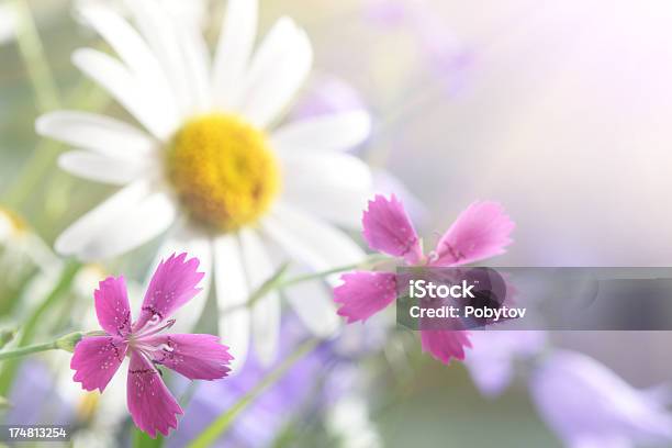 Flores De Primavera Foto de stock y más banco de imágenes de Aire libre - Aire libre, Armonía - Concepto, Cabeza de flor