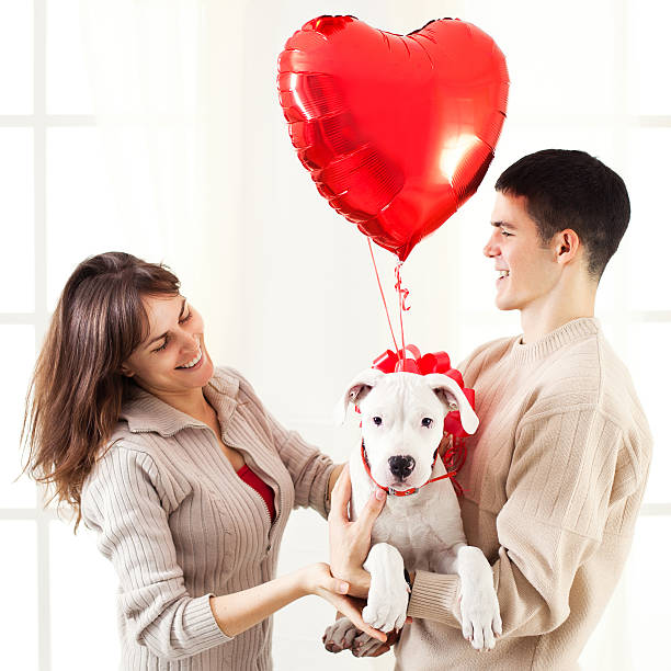 пакет «день святого валентина» сюрприз - valentines day dog 20s young animal стоковые фото и изображения