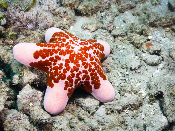 istock A vibrant pink and red colored Granulated Star (Choriaster granulatus) 1748132839