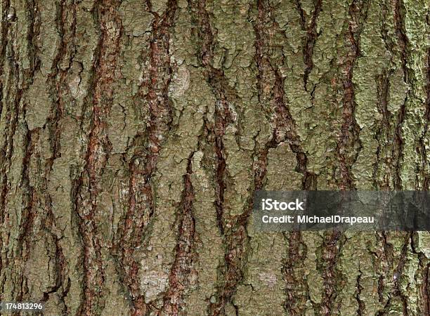 Texture Corteccia - Fotografie stock e altre immagini di Albero - Albero, Ambientazione esterna, Bosco