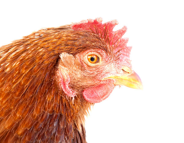 istock close-up of brown hen 174813388