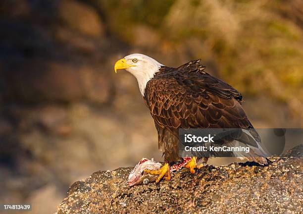 Bald Eagle With Fish Stock Photo - Download Image Now - Alaska - US State, Animal, Animal Behavior