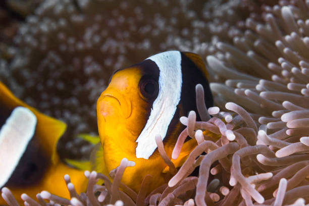 istock Closeup of a Twobar anemonefish or Clownfish 1748134443