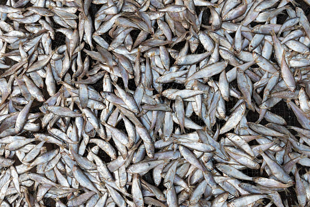 istock Dried Food Fish Backgrounds 174813924