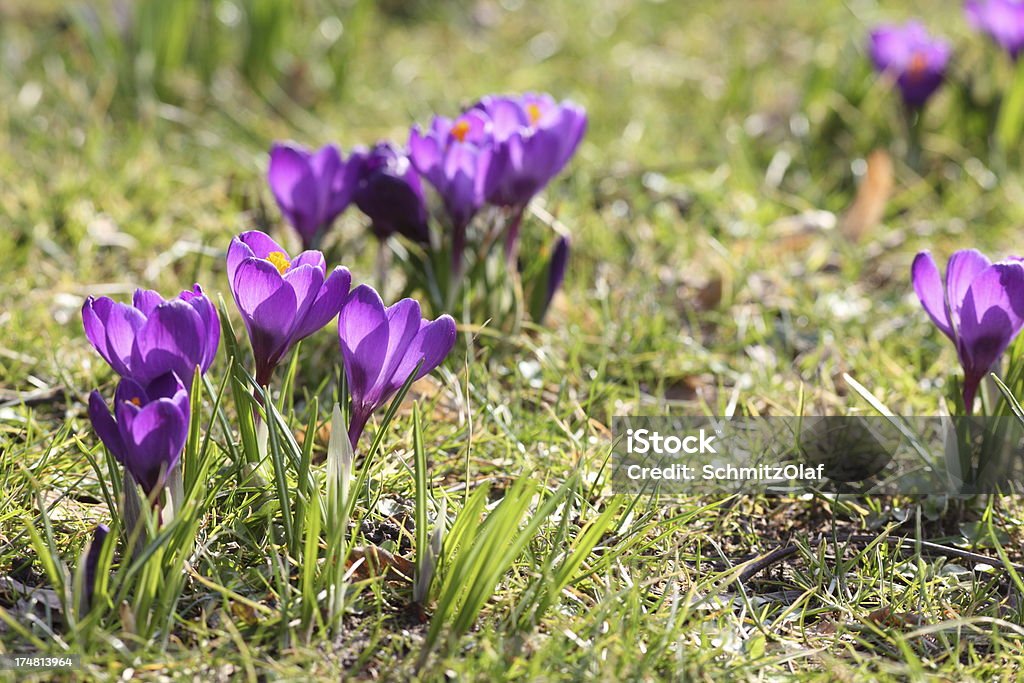 Primavera com roxo Desabrochando Croco longiflorus no prado verde - Royalty-free Ao Ar Livre Foto de stock