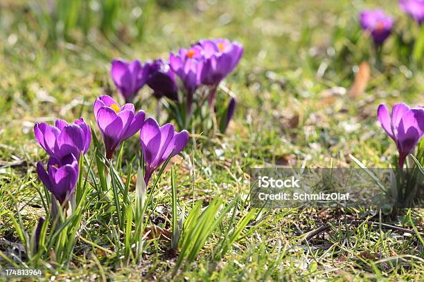 Primavera Com Roxo Desabrochando Croco Longiflorus No Prado Verde - Fotografias de stock e mais imagens de Ao Ar Livre