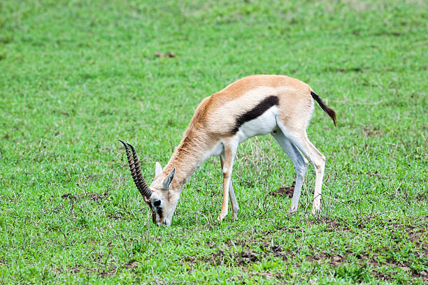 gazela thomsona - thomsons gazelle zdjęcia i obrazy z banku zdjęć