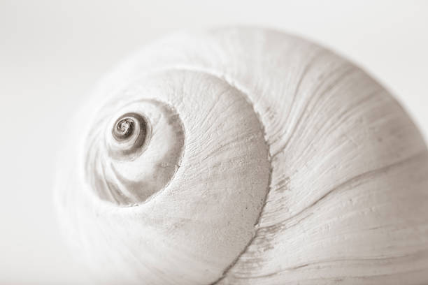 Meditation series: Close-up of a moon snail stock photo