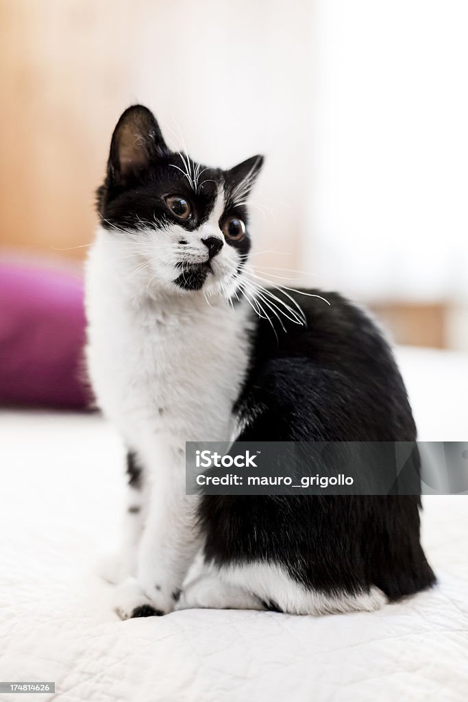 Katze sitzt auf dem Bett - Lizenzfrei 2000-2009 Stock-Foto