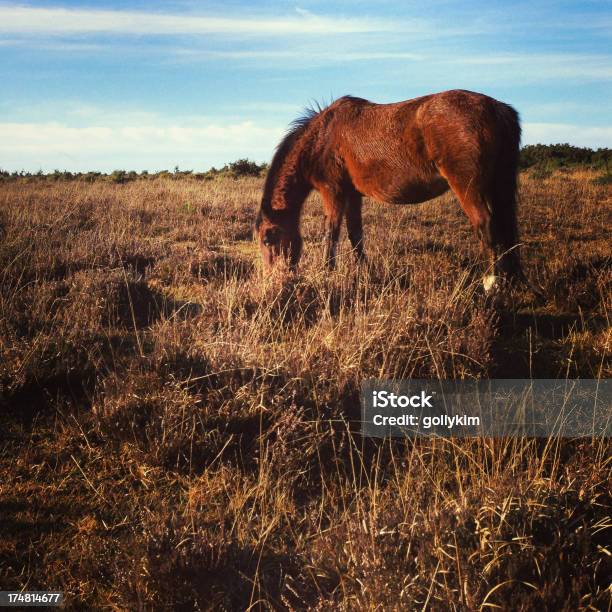 Foto de Wild Horse Pastando Na New Forest Em Hampshire Inglaterra e mais fotos de stock de Animal