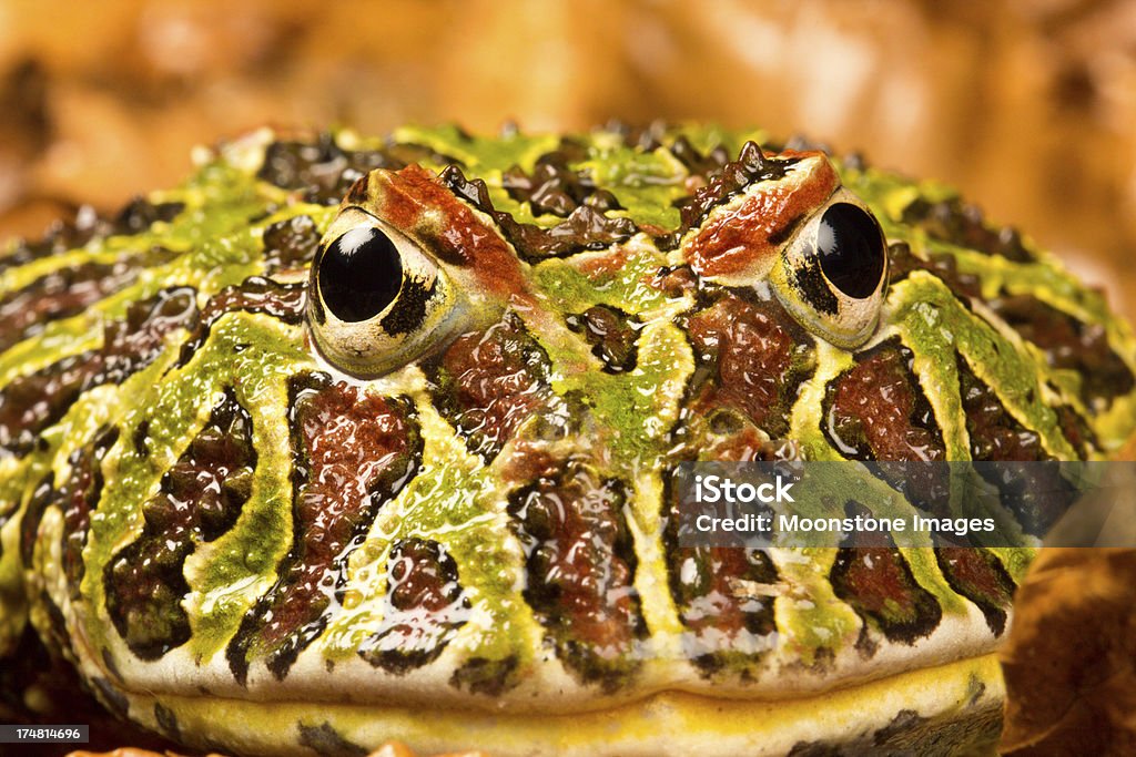 Ornate Horned Frog "This colourful frog is the most common of its species and is found in the forests of Argentina, Brazil and Paraguay. Its scientific name is Ceratophrys ornate." Amphibian Stock Photo