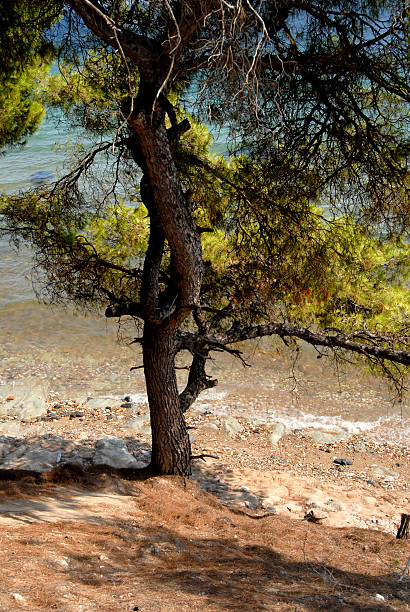 drzewo - halkidiki leaf branch tree trunk zdjęcia i obrazy z banku zdjęć