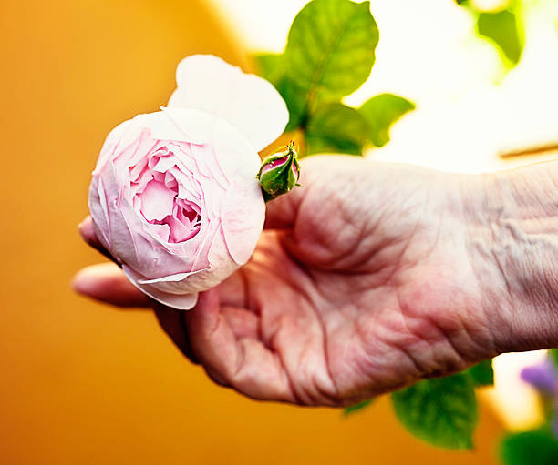 istock Youth and age: wrinkled old hand cradles tender young rosebud 174814816