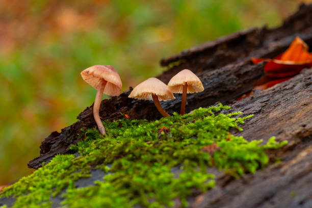 istock Mushrooms on a stump in a beautiful autumn forest. 1748149228