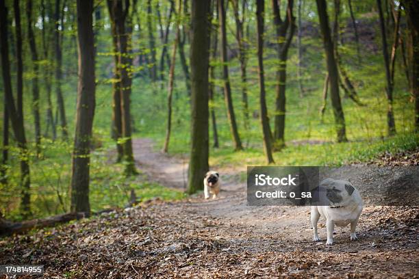 Little Pug Outdoors Stock Photo - Download Image Now - Alertness, Animal, Brown