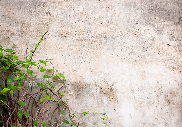 istock green ivy climbing against wall 174815043