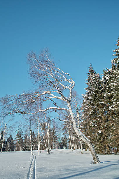 nívea invierno paisaje con cross country pista en la selva negra - cross country skiing black forest germany winter fotografías e imágenes de stock