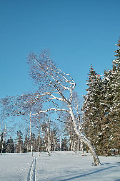 ユキコ冬の風景、クロスカントリートラックにブラックの森 - cross country skiing black forest germany winter ストックフォトと画像