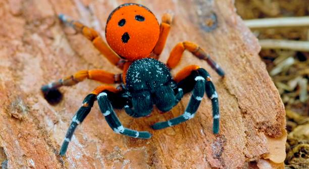 istock insects, bugs, entomology, arthropods, butterflies 1748151444