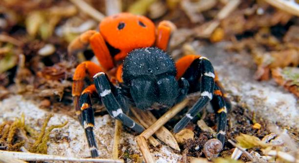 istock insects, bugs, entomology, arthropods, butterflies 1748151642