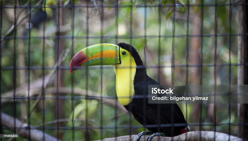 Parrot - Lizenzfrei Berühmtheit Stock-Foto